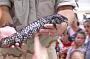crocstars 027